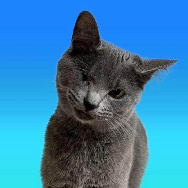 Murder Mittens