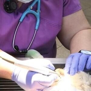 Pet Dentals in Granbury