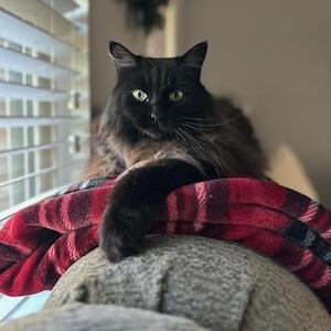 Pet Preventative Care in Granbury