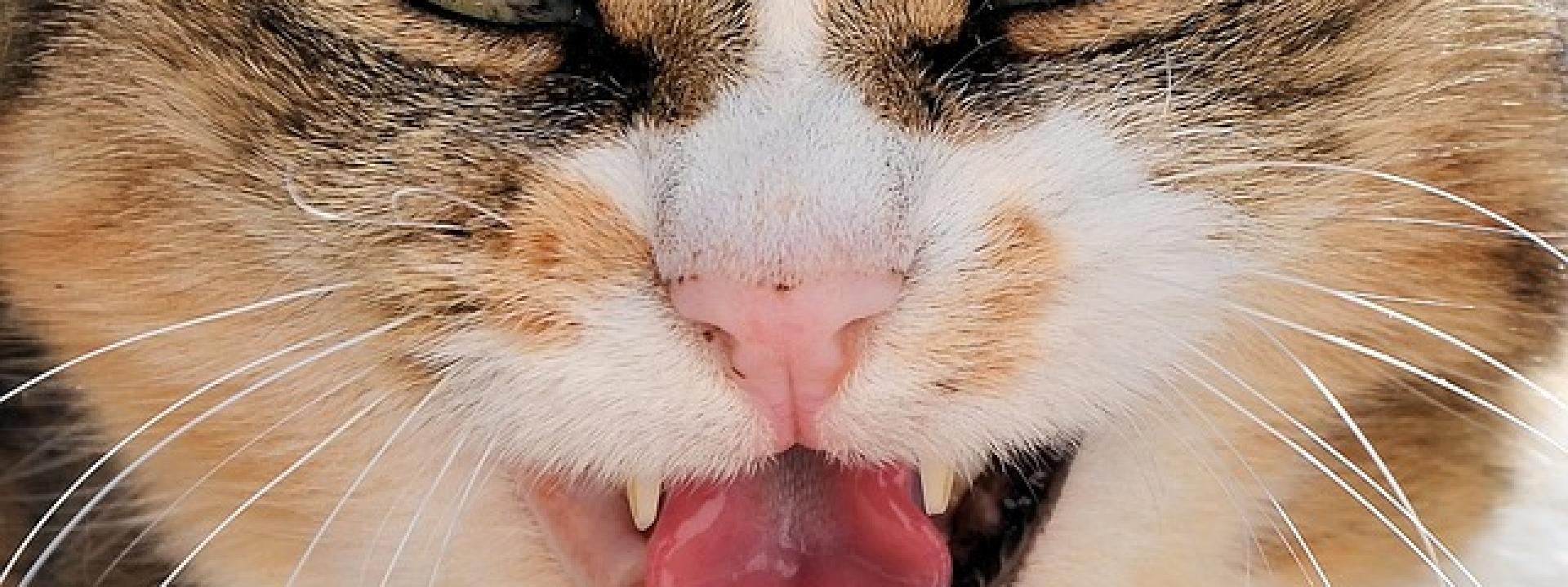 cat