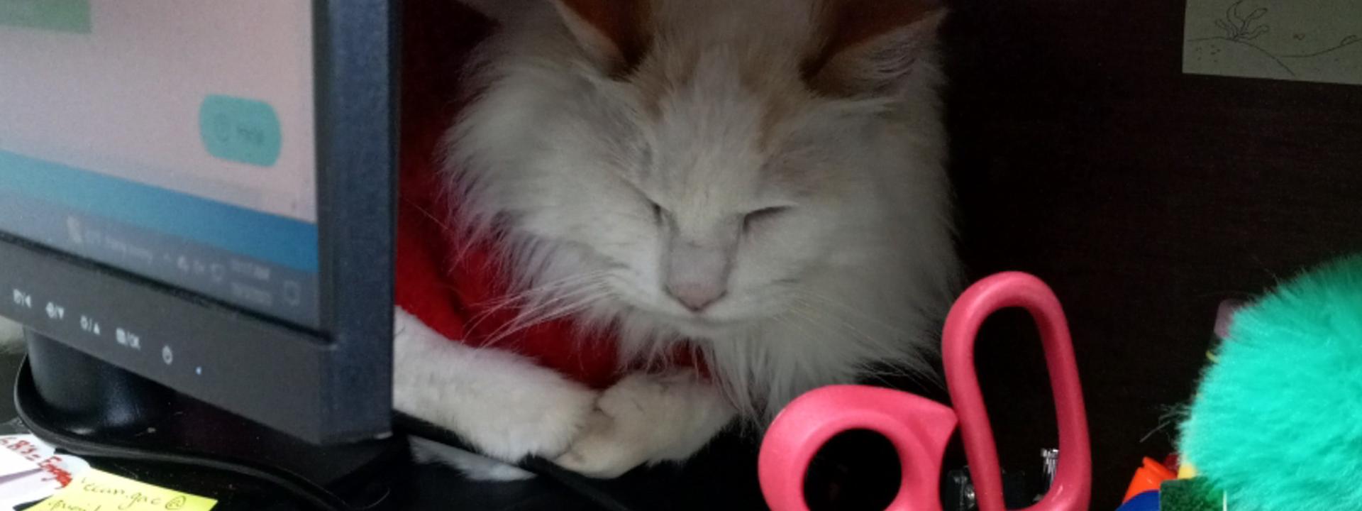 Fuzz