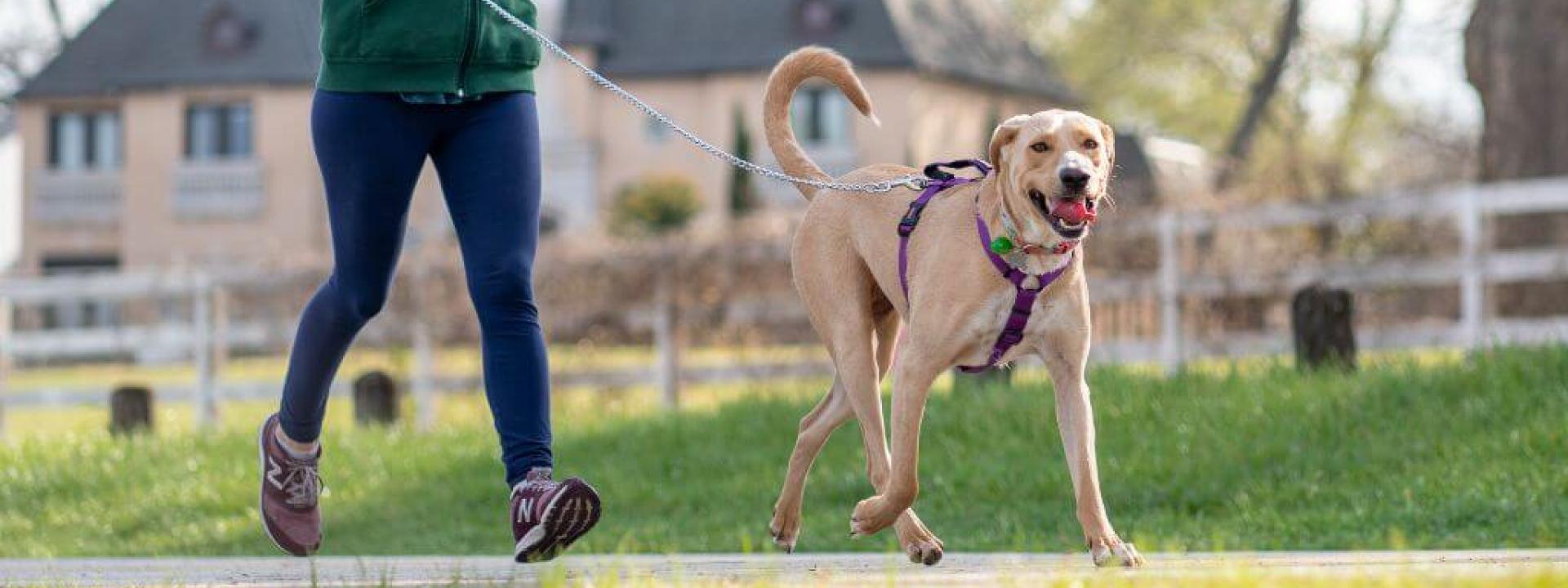 A dog in a leash and harness on a walk with its owner.