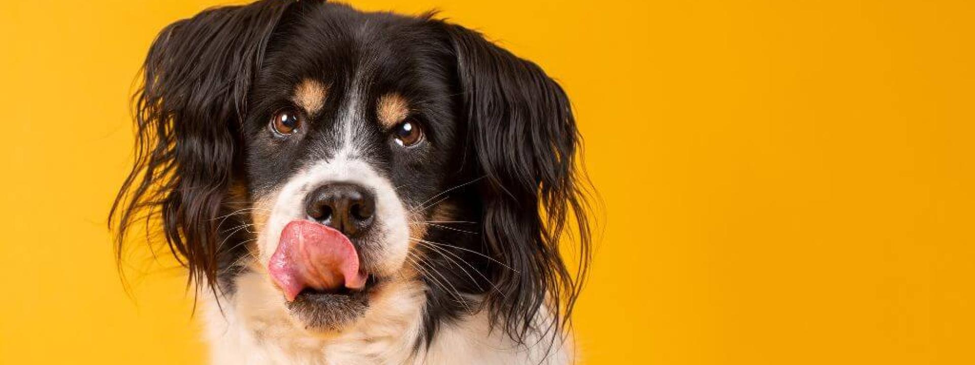 Dog licking its nose. Why do dogs lick?