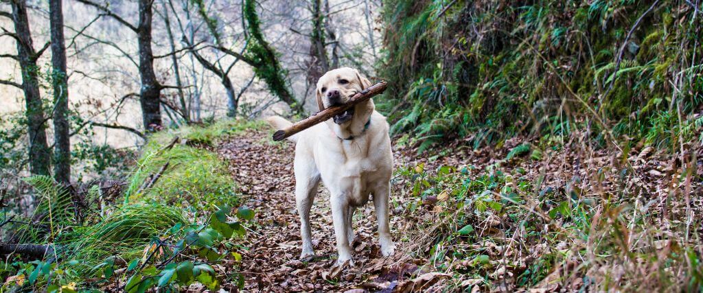 Dog standing in the woods holding a large stick in it's mouth