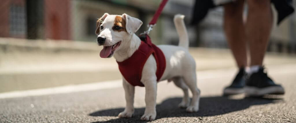 Avoiding Burnt Dog Paws: How to Care for Your Pup’s Paws in the Summer Heat