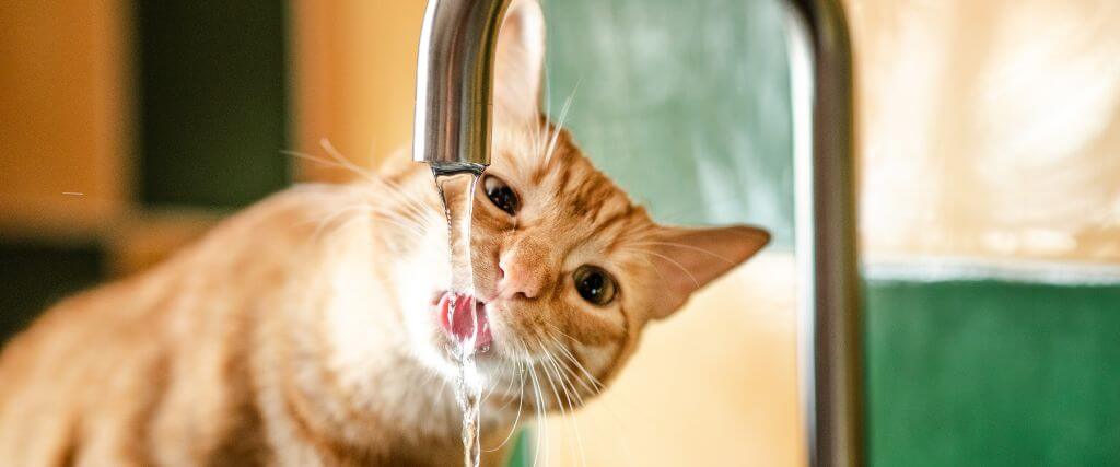 Is My Cat Dehydrated? Spotting Dehydration in Cats and Promoting Healthy Drinking Habits