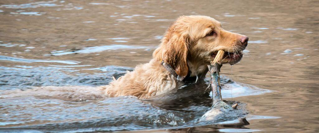 Leptospirosis in Dogs: Everything You Need to Know