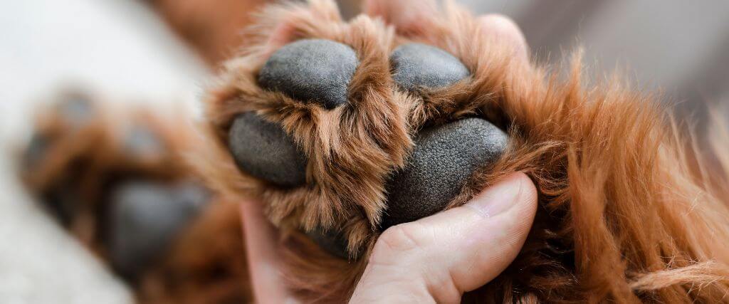 Paw Pad Burns: How They Happen & What You Can Do About Them
