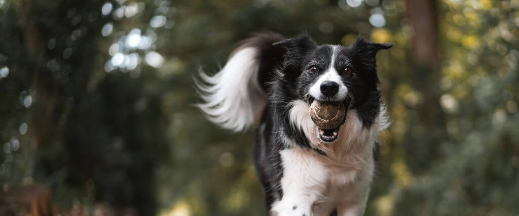 Understanding Dog Emotions: How to Decode Your Dog’s Behaviors & Know What They’re Feeling