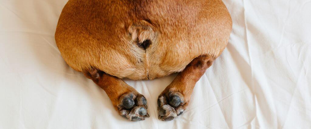 Why Is My Dog Farting So Much? Small brown dog's butt and feet