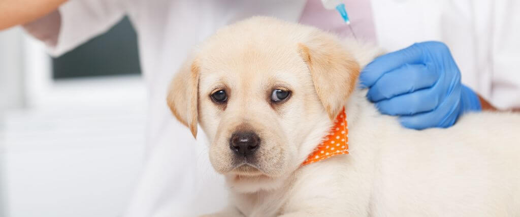What Happens If You Don't Vaccinate Your Pet? The Risks You Need to Know