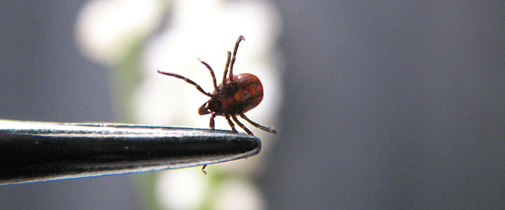 What Pet Owners Need to Know About Tick-Borne Diseases & Tick Prevention