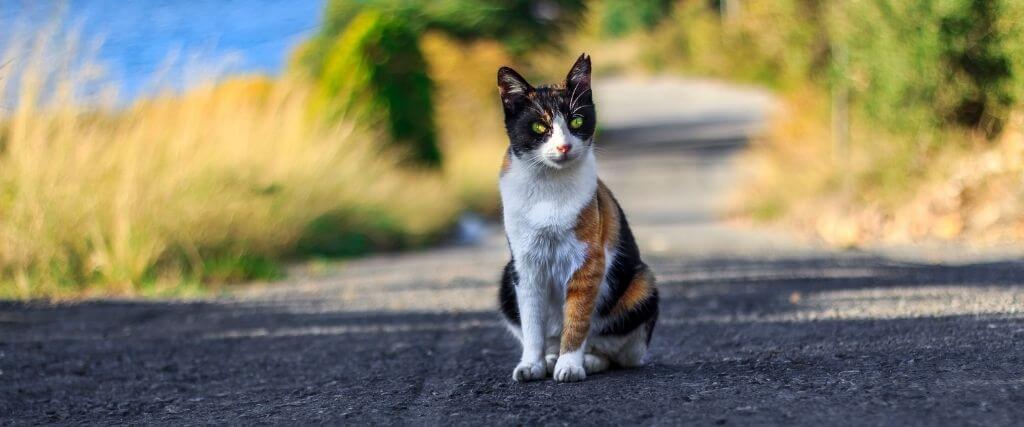 Stray cat sitting in the middle of a road