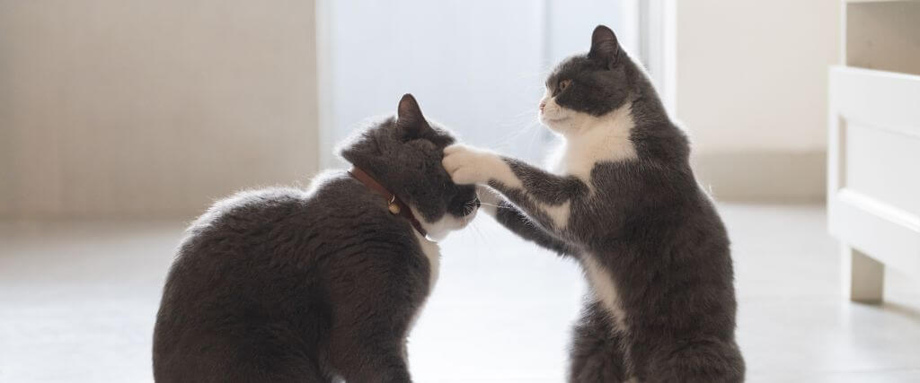 Two cats play fighting inside their home