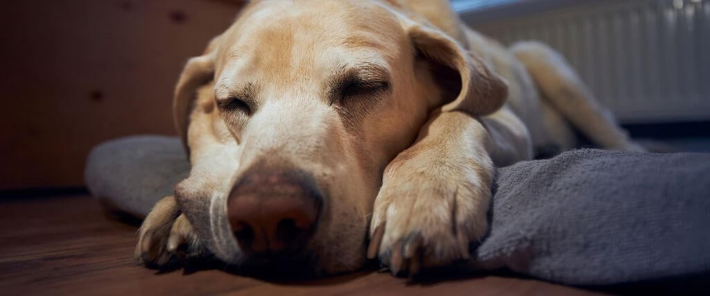 Senior dog sleeping on a pet bed at night