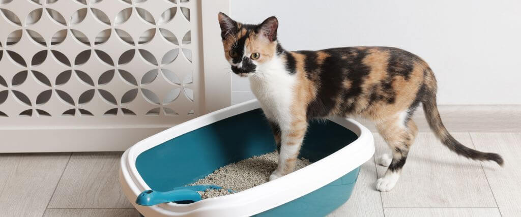 Why Is My Cat Straining in the Litter Box?