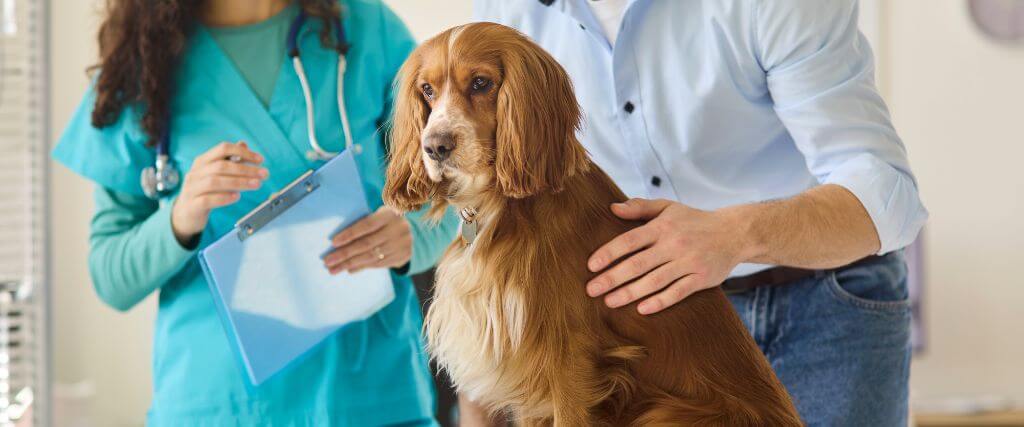 Cocker spaniel mix at yearly veterinary exam.